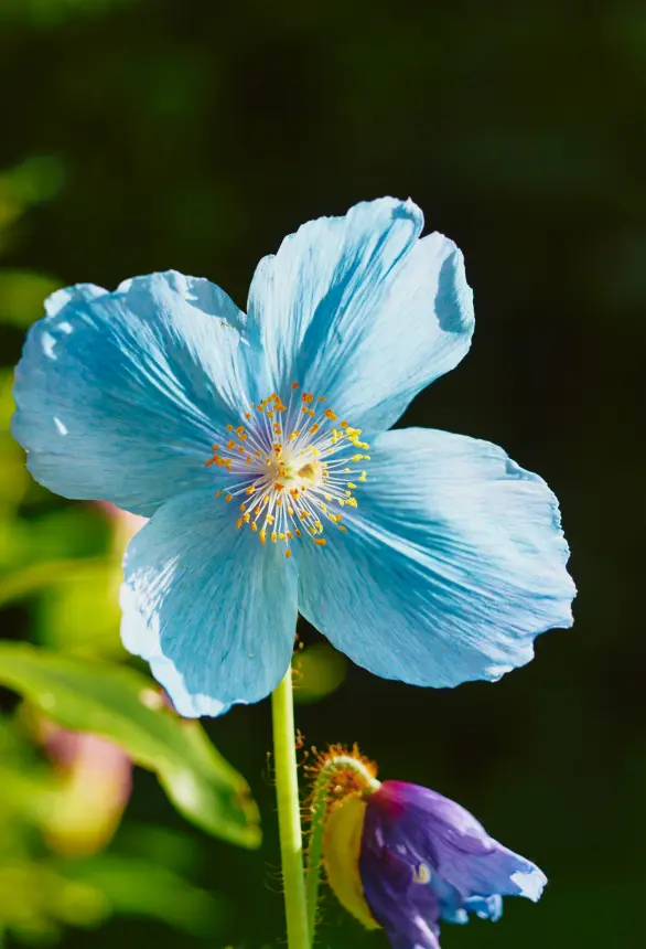 Garden_Grid_Desktop_1